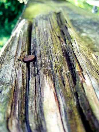 Коррозия древесины